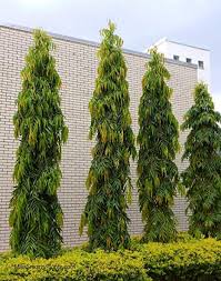 Ashoka Tree